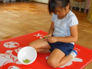 お豆の収穫