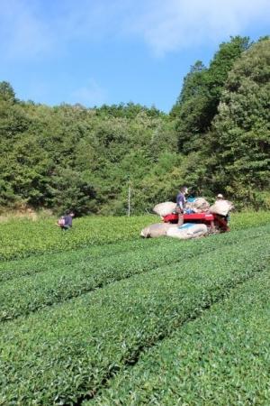 茶畑
