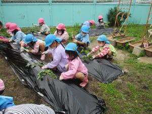 苗植え