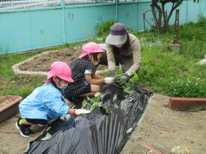 うさぎ苗植え