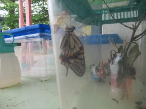 蝶の孵化