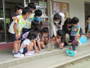 アゲハチョウの孵化