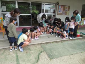 アゲハチョウの孵化