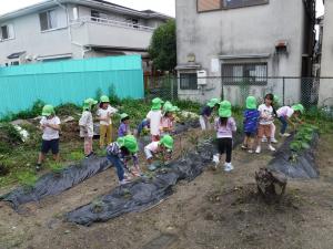 5歳児　夏野菜植え