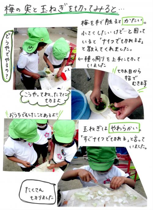 梅の実と玉ねぎを切ってみると1
