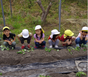 4歳児　サツマイモの苗植え