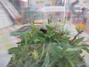 ツマグロヒョウモンの幼虫です。
