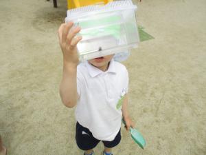 ツマグロヒョウモンの幼虫を捕まえています。