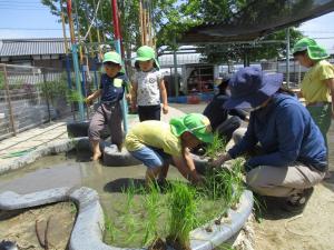 田植え