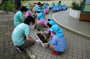 花植え