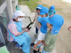 3歳児　きゅうり収穫