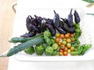 野菜の収穫
