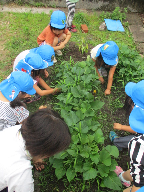 芋畑の雑草を抜く5歳児