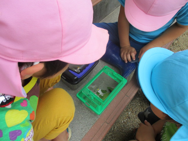 飼育ケースの中の虫をみる子どもたち