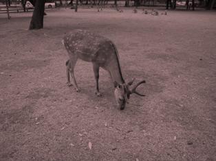 奈良公園の写真