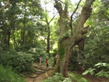 写真「奈良豆比古神社の巨樹」