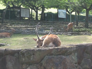 写真「くつろぐ鹿」