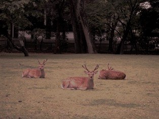 奈良公園の写真