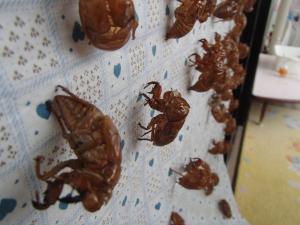 セミの抜け殻