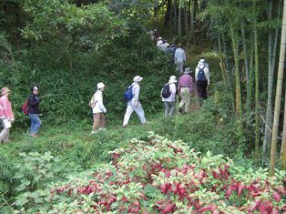 写真「竹林入口」