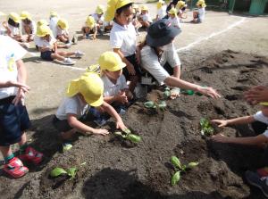 ハクサイ、ブロッコリーの苗を植えています