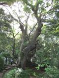 奈良豆比古神社の樟