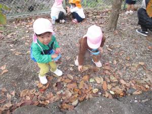 落ち葉を拾っています（2歳児）