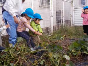 3歳いもほり１