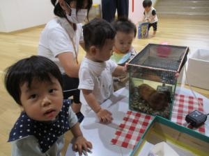 メダカさん、おはよう（0歳児）