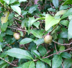 お茶の木の実