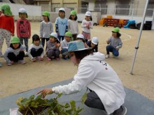 5歳いもほり１