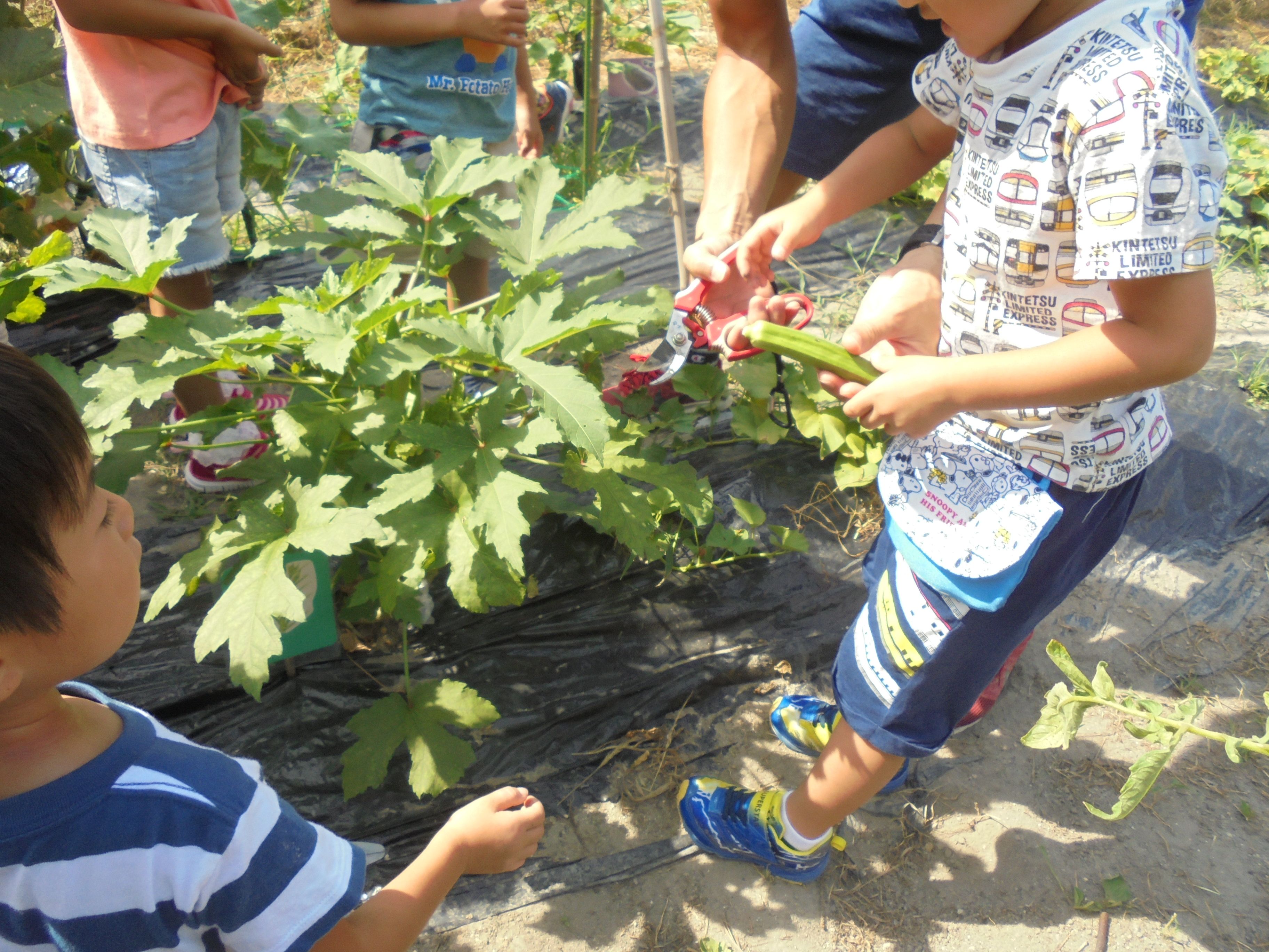 夏野菜のクッキング（4．5歳児）の画像1