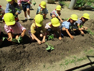 さつまいもの苗植え