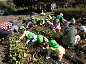 ５歳児　芋掘り