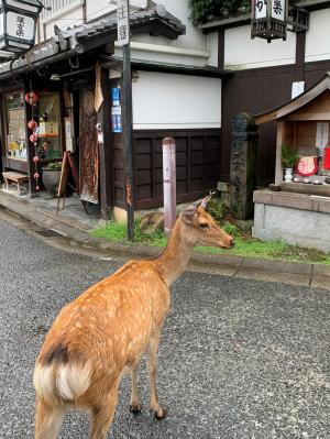 鹿とならまち（中新屋町）