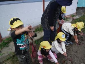 4歳児　おいもほりをしています