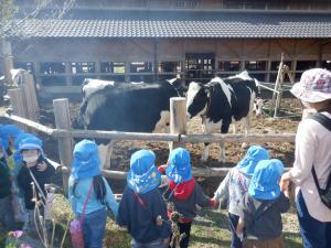 3歳児　牛を見ています