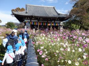 3歳児　般若寺のコスモス畑の中を歩いています