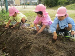 いもほり　4歳児