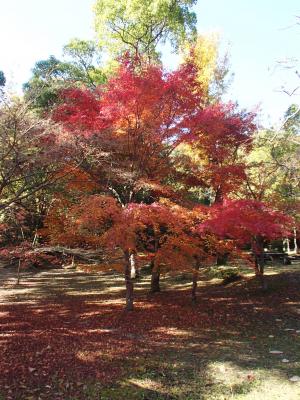 紅葉の様子②