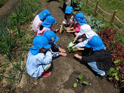 夏野菜の苗植えをしましたの画像2