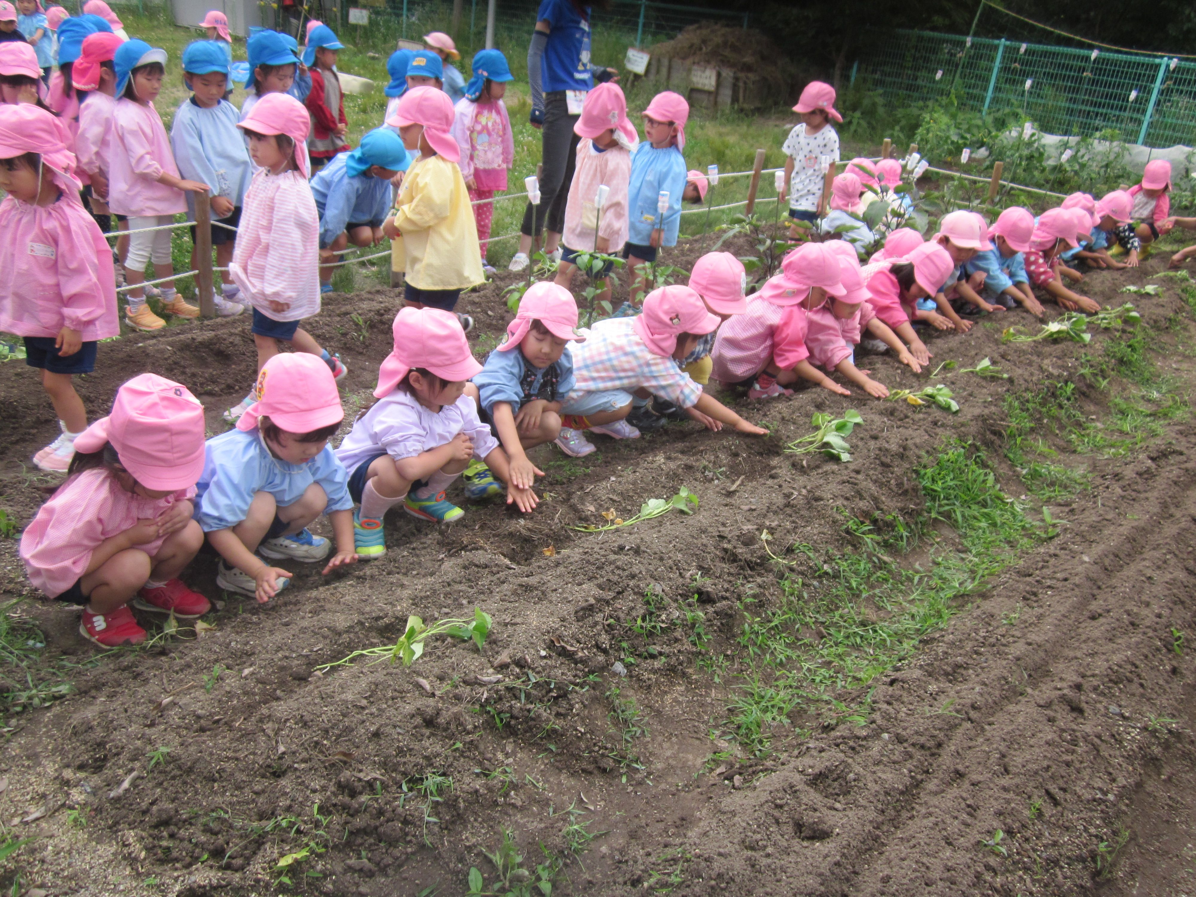 4歳児　さつまいも苗植えの画像