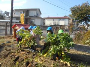 大根抜き