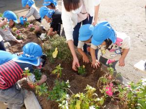 3歳児　花壇にお花の苗を植えています