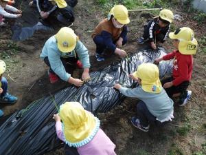 4歳児　玉ねぎの苗植えをしています。