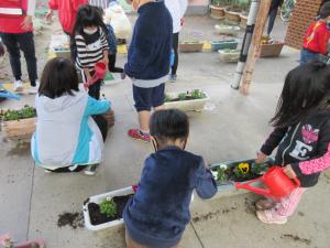 4歳児　プランターに植えたお花に水をあげています。