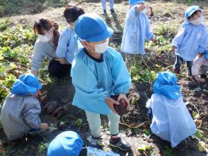 3歳児芋ほり