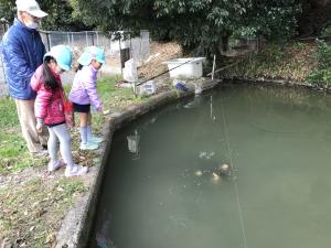 池の鯉に餌やり