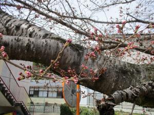 桜の木