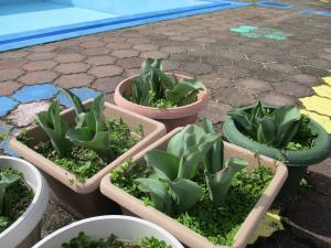 チューリップの芽